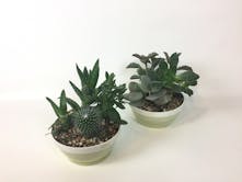 Kalamazoo Green Plants For Delivery Vandersalm S Garden Center - succulent garden