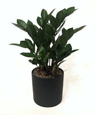 Table Top ZZ Plant