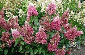 Hydrangea Pinky Winky, Hardy Kalamazoo Flower Delivery by VanderSalm