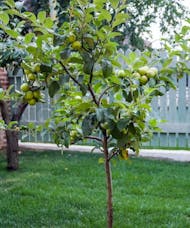 Apple Tree - Malus Combo