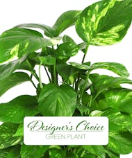 Green Plant - Designer's Choice