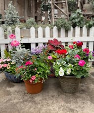 Patio Pot - Stunning Potted Annuals