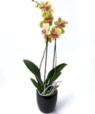 Exotic Phalaenopsis Orchid