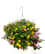 Blooming Hanging Basket
