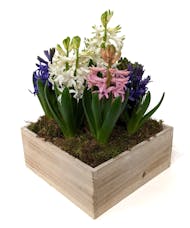 Simply Hyacinth
