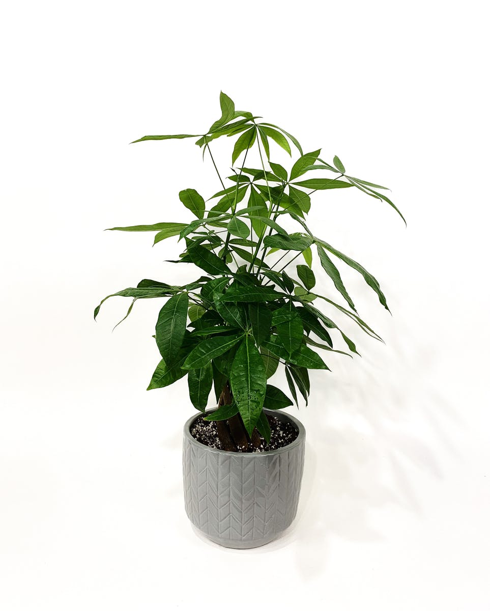 Money Tree Kalamazoo MI Plant Delivery from VanderSalm's Florist