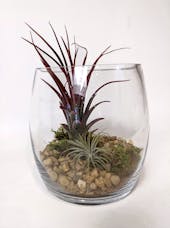 Terrific Tillandsias