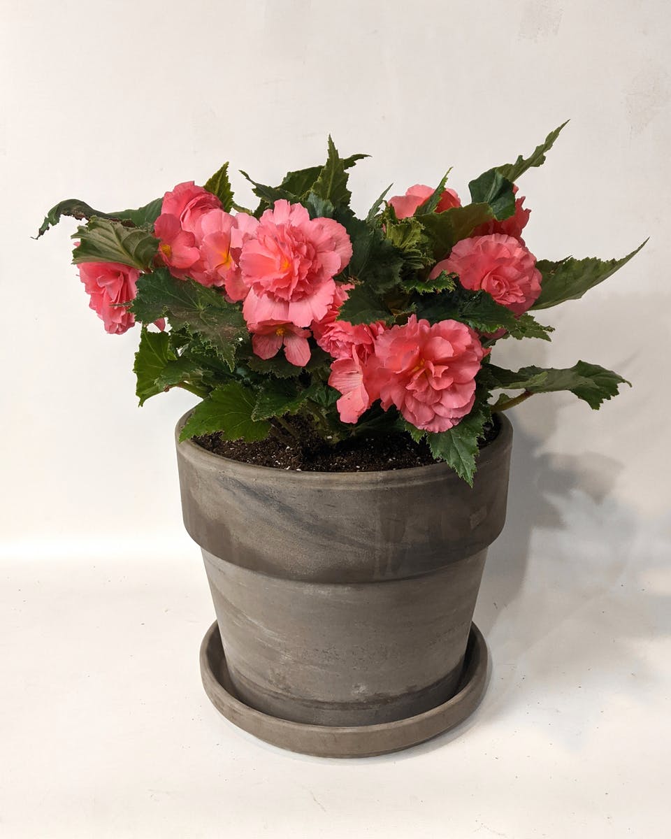 Begonia Plant Kalamazoo Plant Delivery