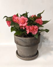 Begonia Plant