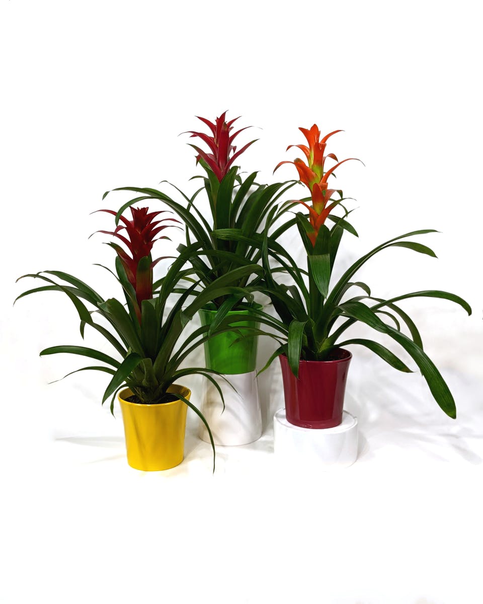 Kalamazoo Flowering & Blooming Plants VanderSalm's Garden Center