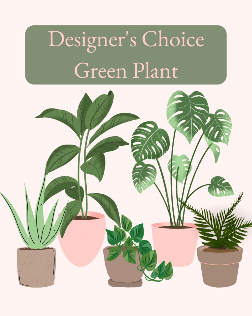 Best Green Plants Kalamazoo SameDay Delivery