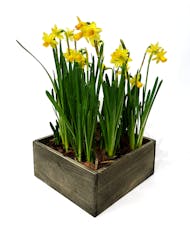 Daffodil Daydreams - Blooming Daffodil Blooms
