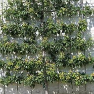 Apple Tree - Malus Espalier Combo