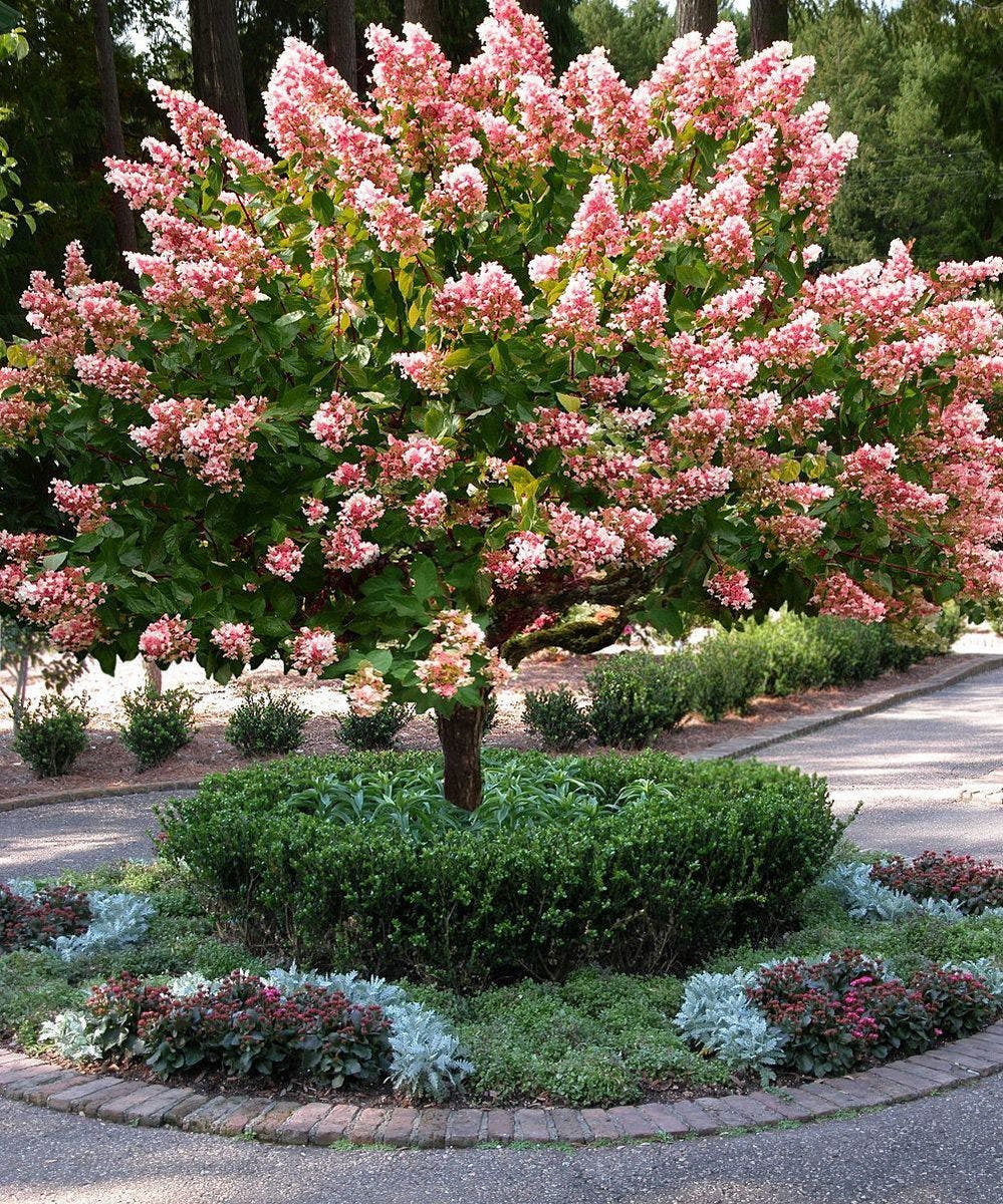 Quick Fire Hydrangea Tree Kalamazoo Garden Center   Hyd Pan Quick Firetree Form 210409100545 