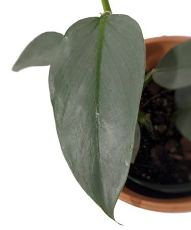 Philodendron Hastatum Silver Sword Philodendron Hastatum Silver Sword