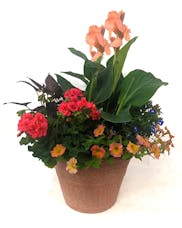 Tropical Sunset - A VanderSalm's Patio Pot Special