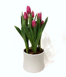 Thriving Tulips - Potted Blooming Tulips
