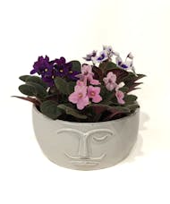 The Chaplin - African Violets in a Face Planter