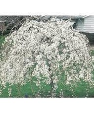 'Snow Fountains' Weeping Cherry - 3' Graft
