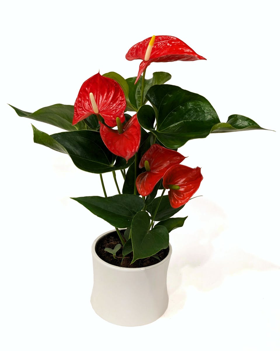 Anthurium Plant Kalamazoo Plant Delivery