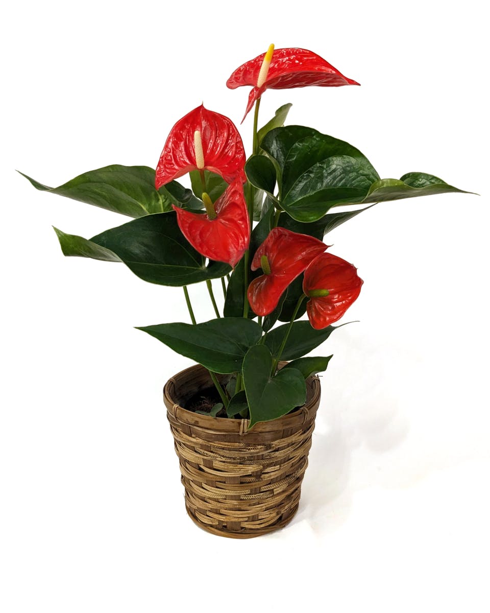 Anthurium Plant Kalamazoo Plant Delivery