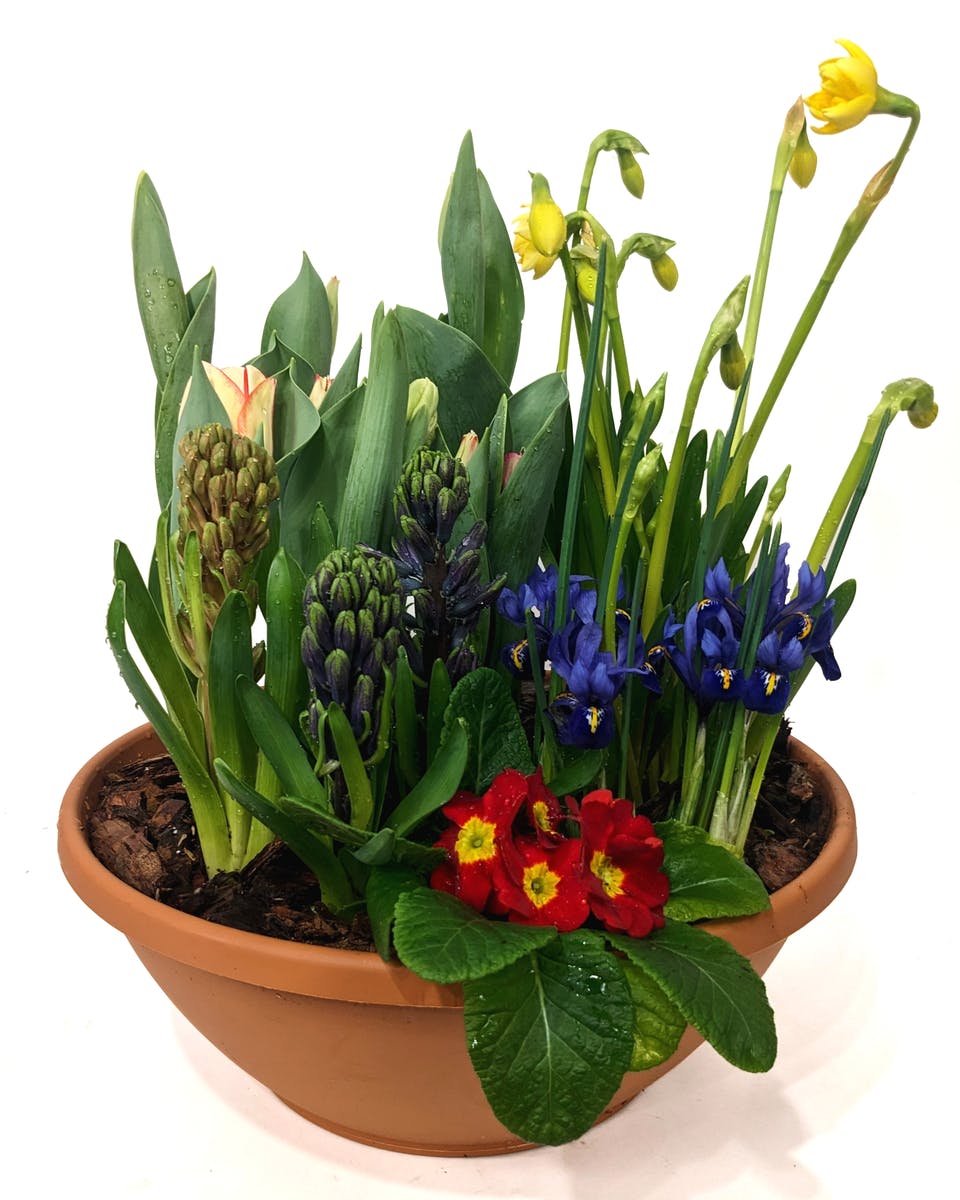 Kalamazoo Florist SameDay Kalamazoo Flower Delivery by VanderSalm's Flower Shop & Garden Center