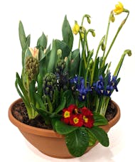 Fresh Spring Bulb Garden - A VanderSalm's Favorite