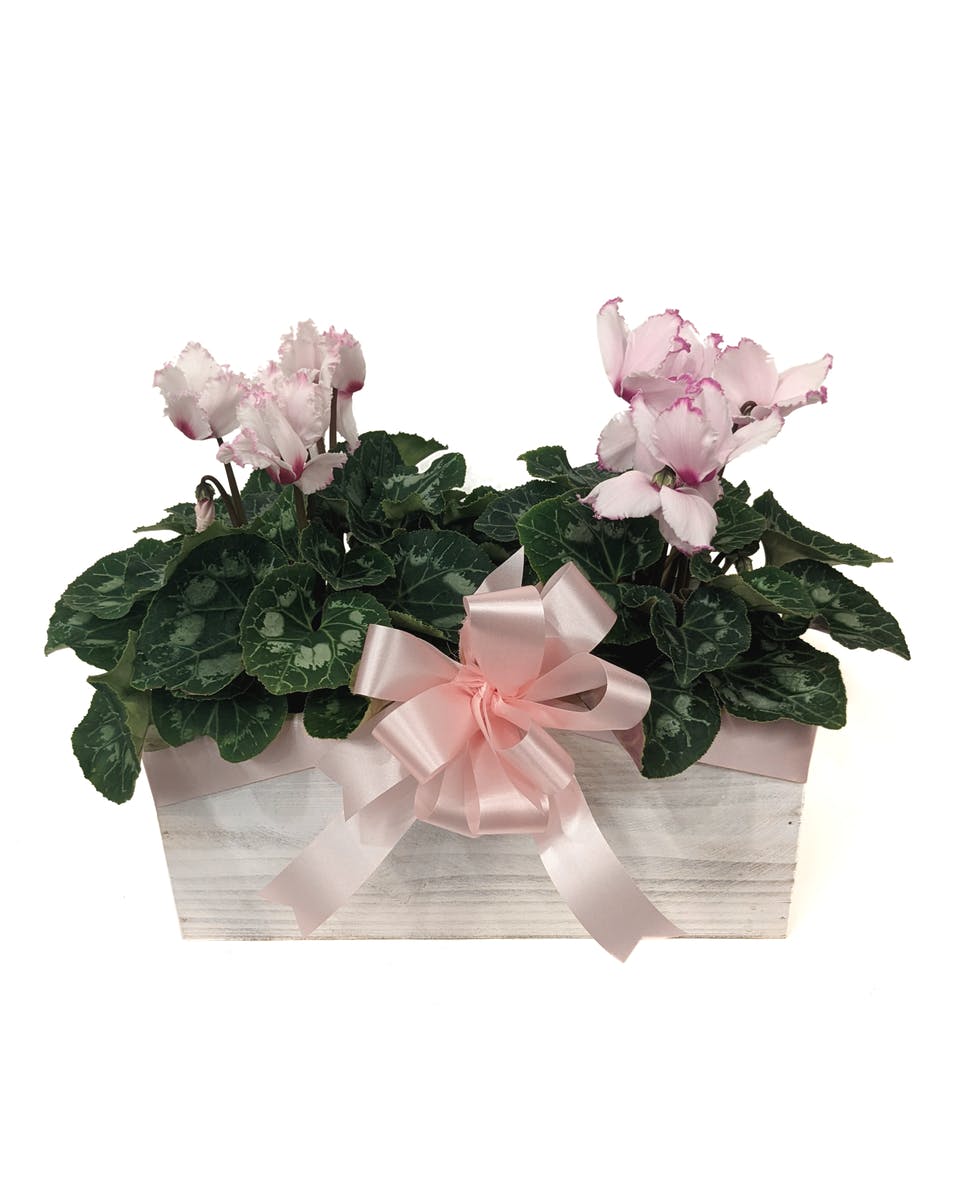 Kalamazoo Florist SameDay Kalamazoo Flower Delivery by VanderSalm's