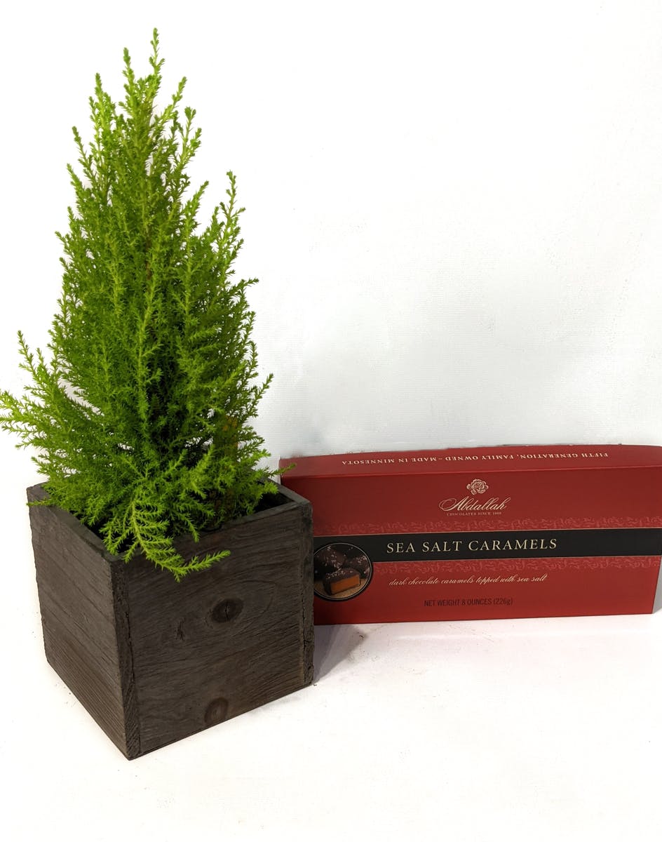 Holiday Cypress Kalamazoo (MI) SameDay Plant Delivery VanderSalm's Flower Shop