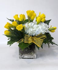 Darling Daffodils