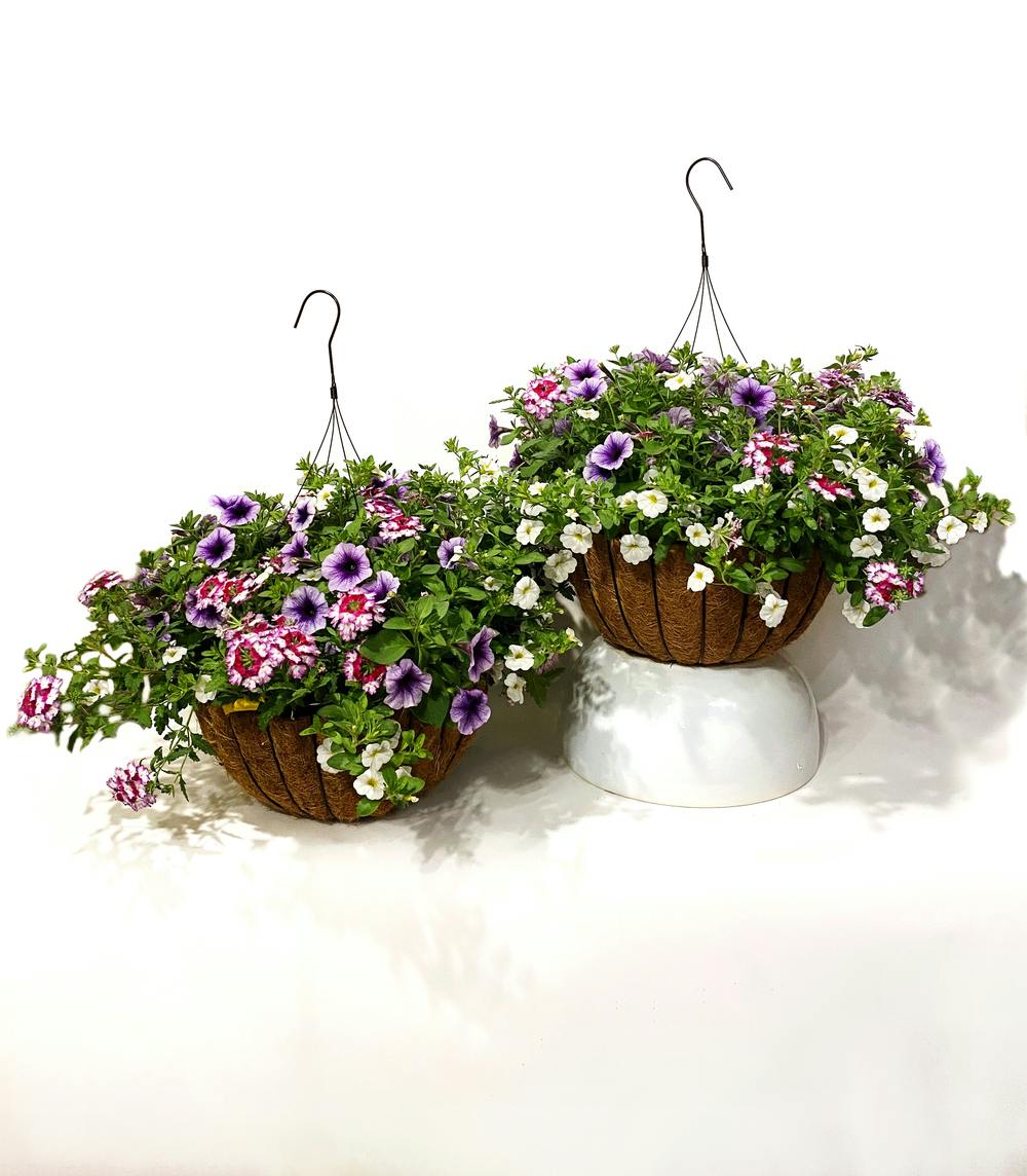 Double Hanging Basket Bonanza