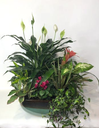 European Dish Garden