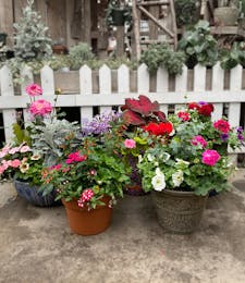 Patio Pot - Stunning Potted Annuals