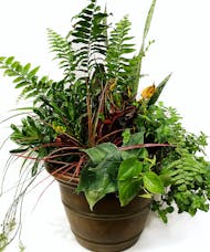 Shady Lady - Green Plant Planter