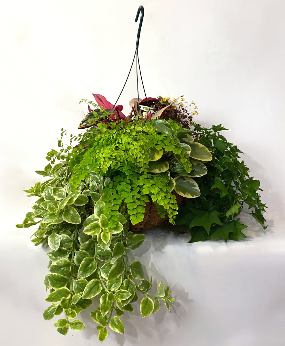 Green Plant Hanging Baskets Kalamazoo Plant Delivery