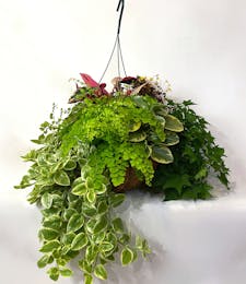 Green Plant Hanging Baskets