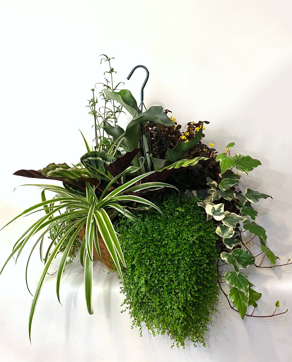 Green Plant Hanging Baskets Kalamazoo Plant Delivery
