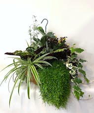 Green Plant Hanging Baskets