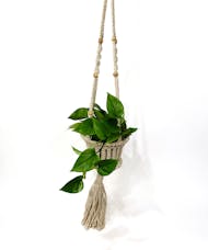 Plant with Macrame Hanger