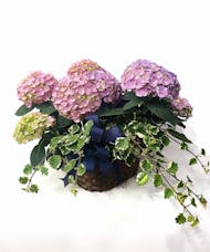 Made You Look - Double Hydrangea Basket