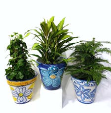 Hand Painted Spanish Pottery - With Green Plant