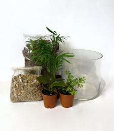 Make Your Own Terrarium - Green Plants