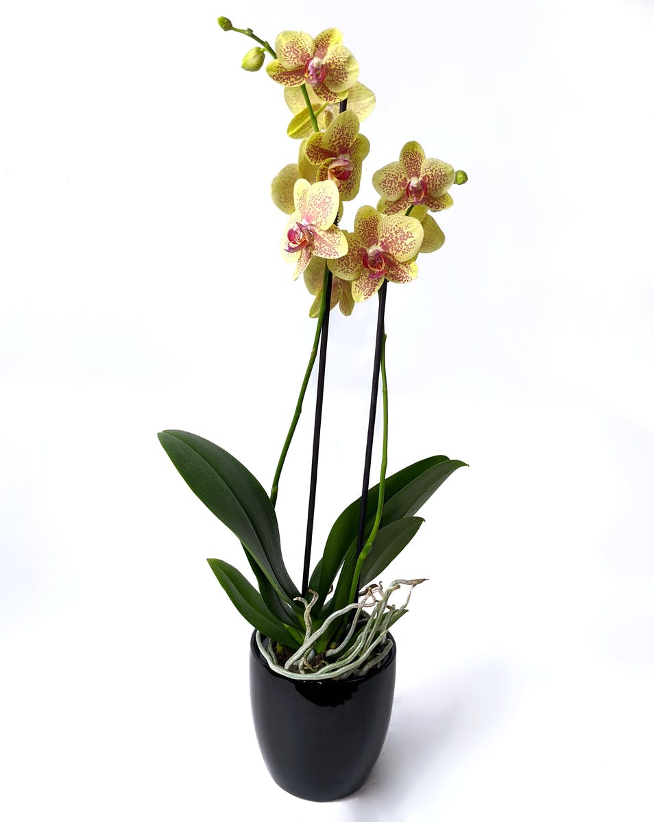 Exotic Phalaenopsis Orchid Plant 