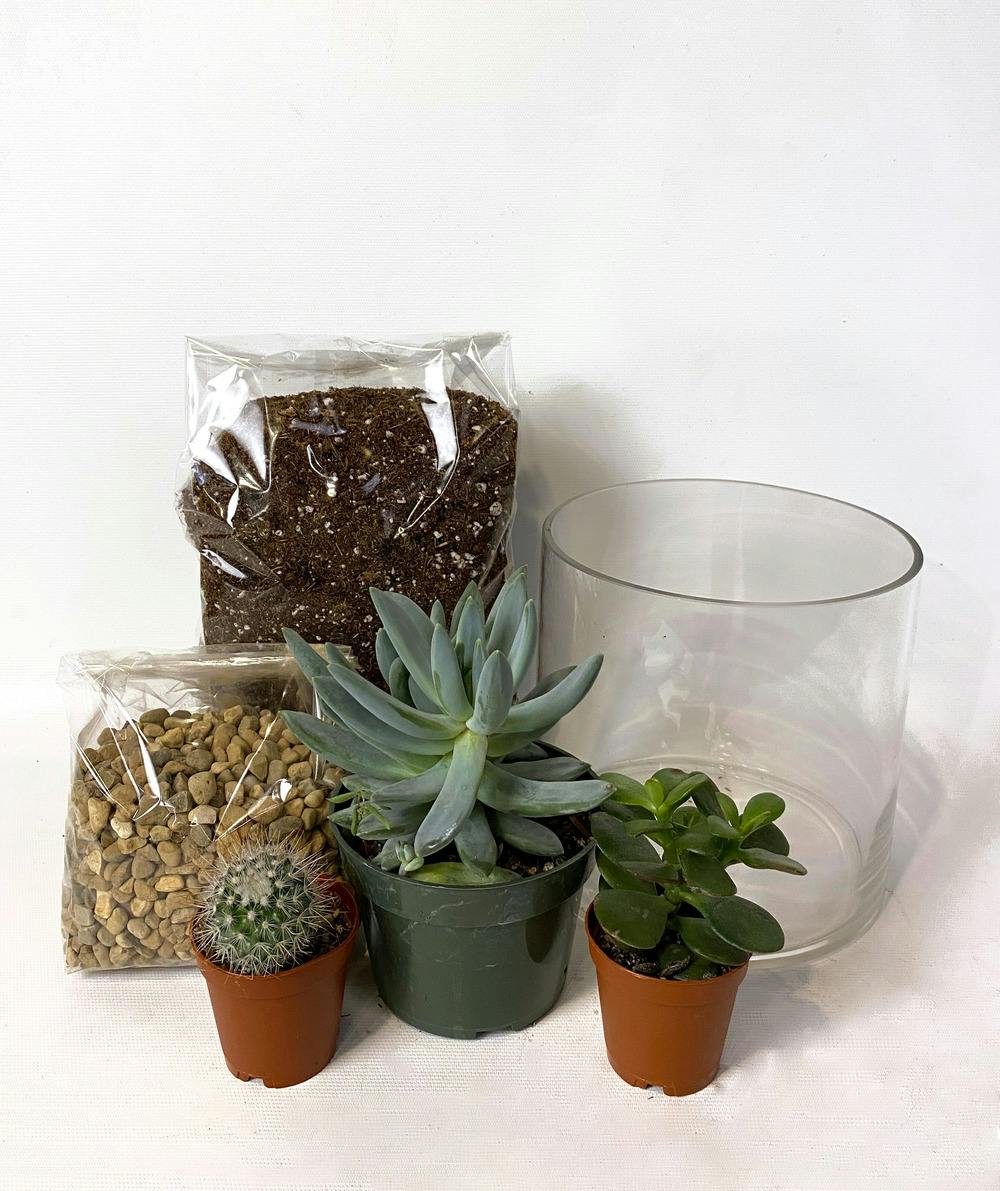 Make Your Own Terrarium W Succulents Kalamazoo Delivery