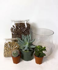 Make Your Own Terrarium - Succulents