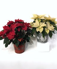 Poinsettia in a Holiday Tin
