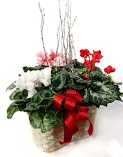 Heartthrob Cyclamen