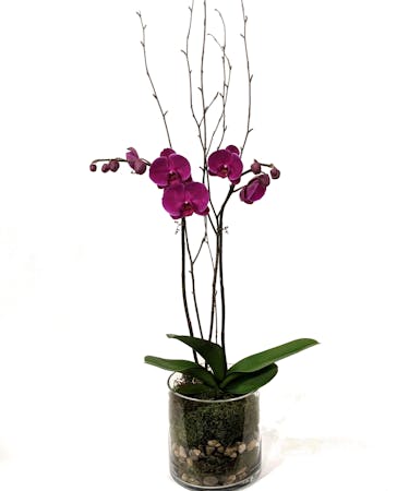 Exotic Phalaenopsis Orchid