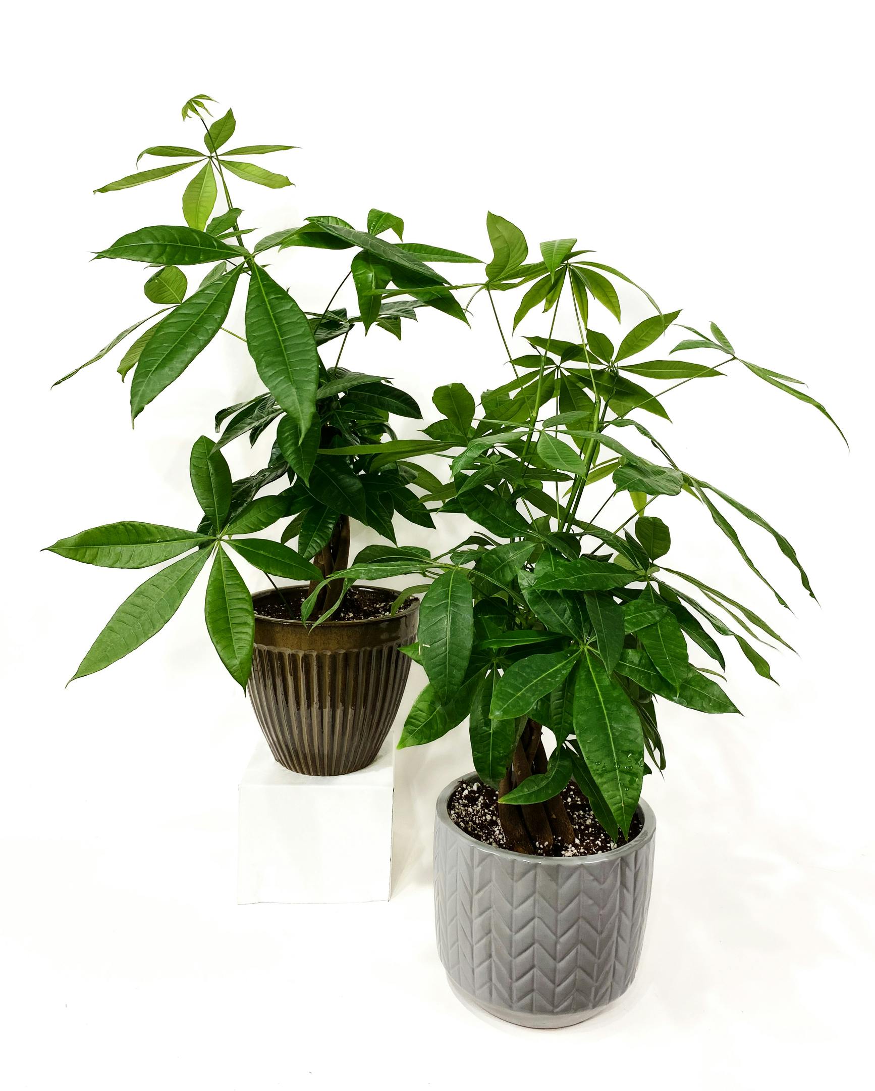 Money Tree Kalamazoo MI Plant Delivery from VanderSalm's Florist