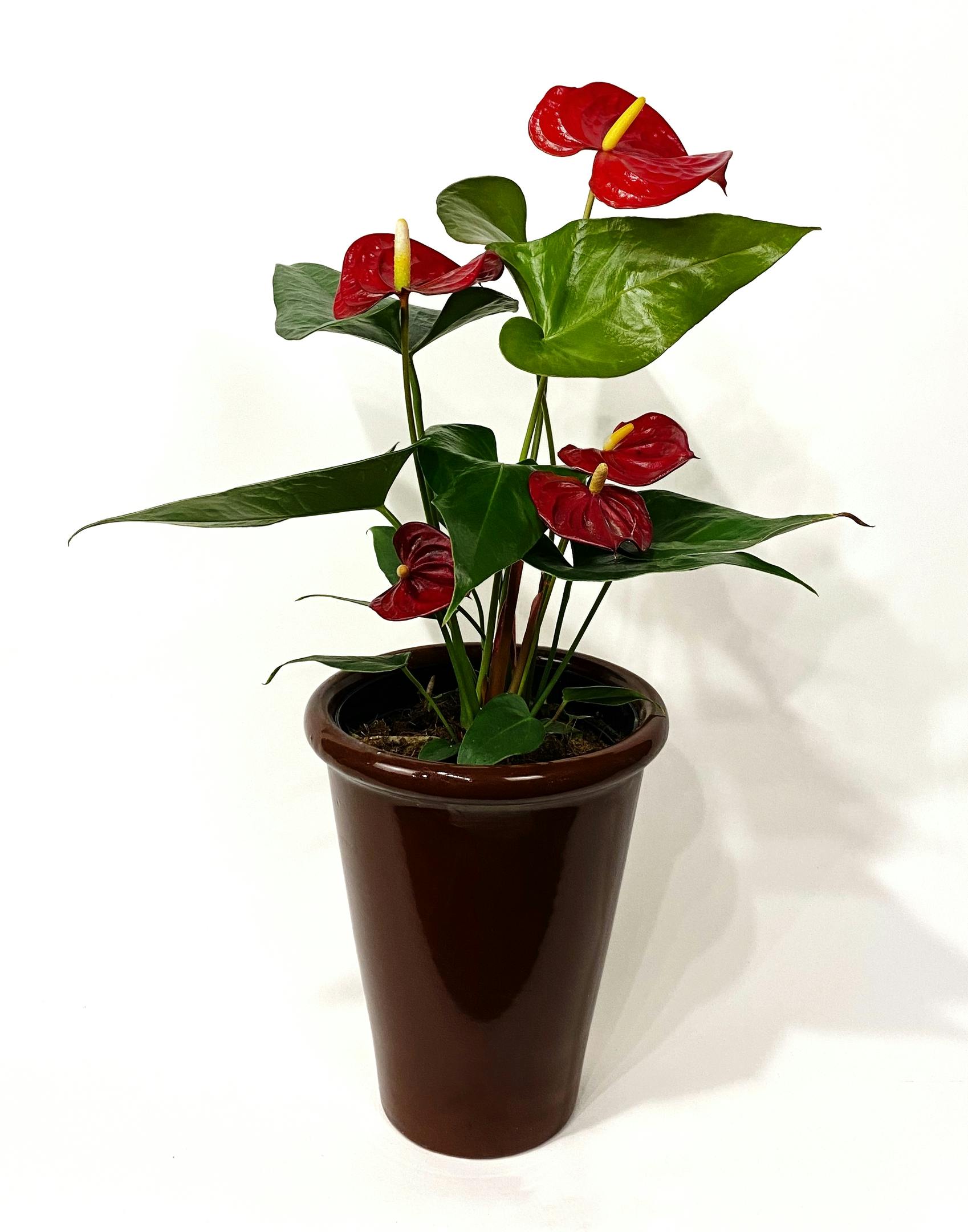 Anthurium Plant Kalamazoo Plant Delivery